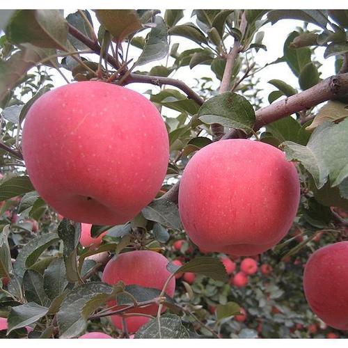 新疯狂促销苹果树红苗6m9t337矮化红东方颜植树苗南方北方种植