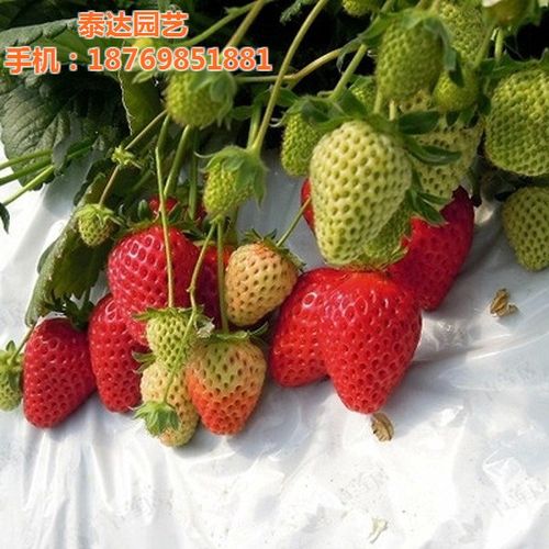 泰达园艺场(图)_红颜草莓苗种植_长寿红颜草莓苗-首商网